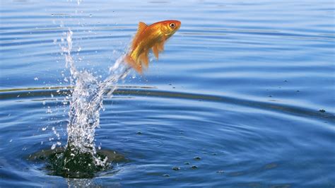 fish jumping out of water|5 Reasons Why Fish Jump Out Of The Water (All You Need To .